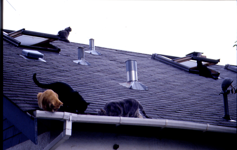 All Five on Roof