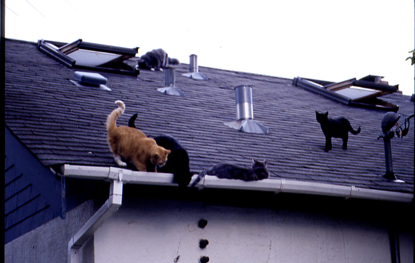 All Five on Roof