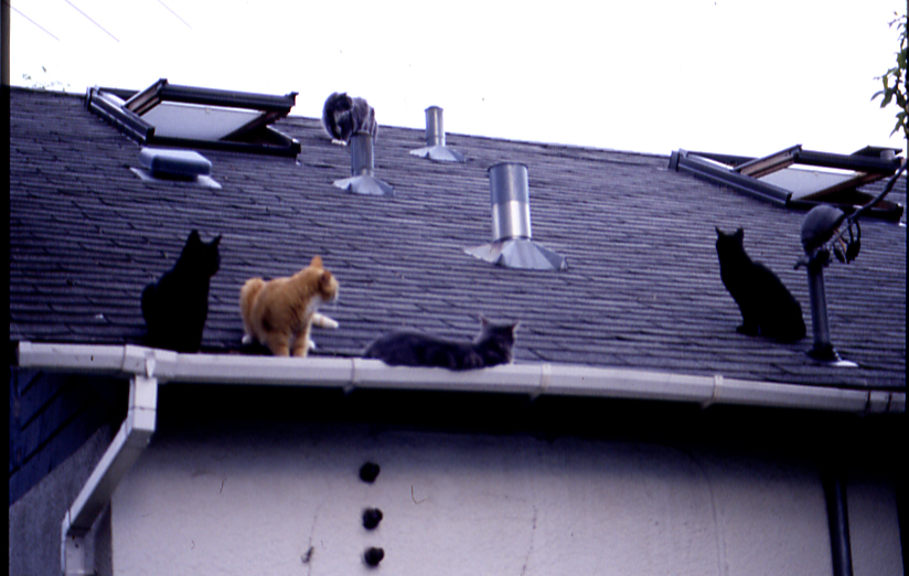 All Five on Roof