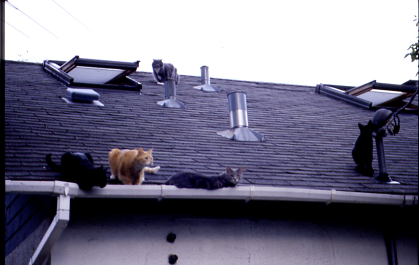 All Five on Roof