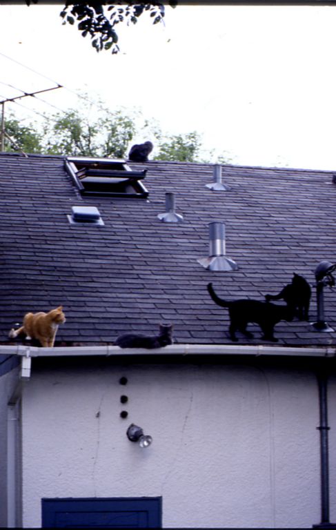 All Five on Roof