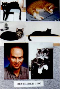 Cat Collage