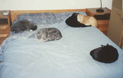 All Five on Bed