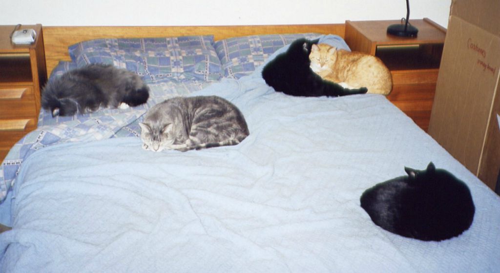 All Five on Bed