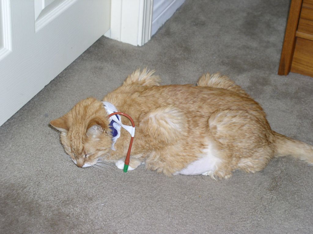 Rusty with Feeding Tube Implanted