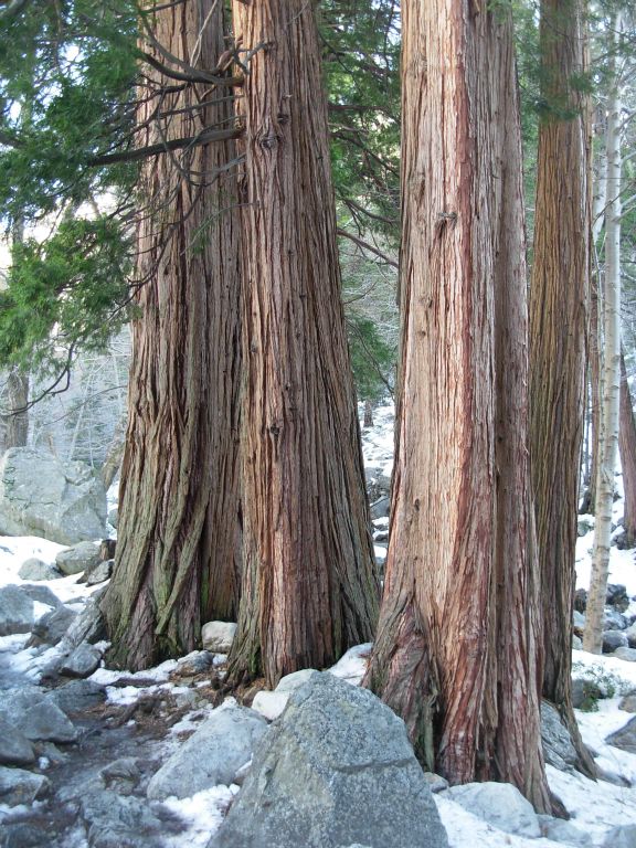 Icehouse Canyon Trees