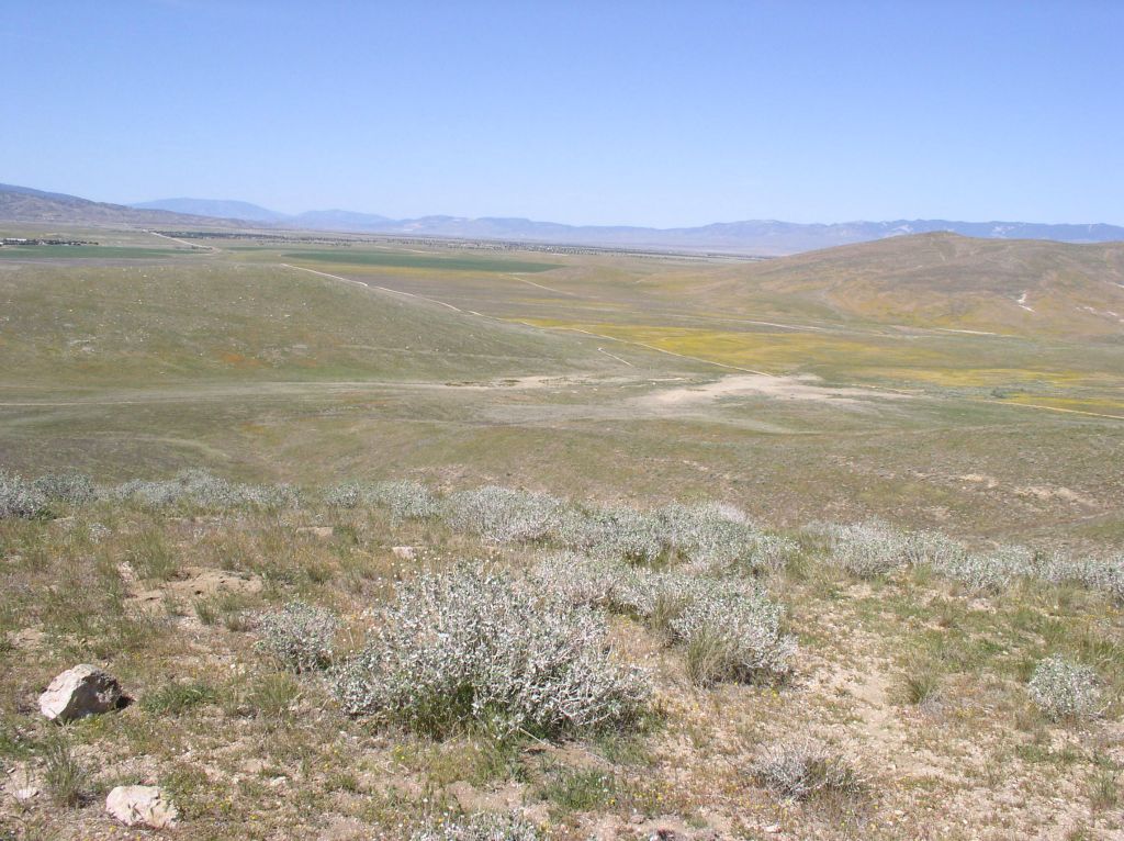 California Poppy Preserve