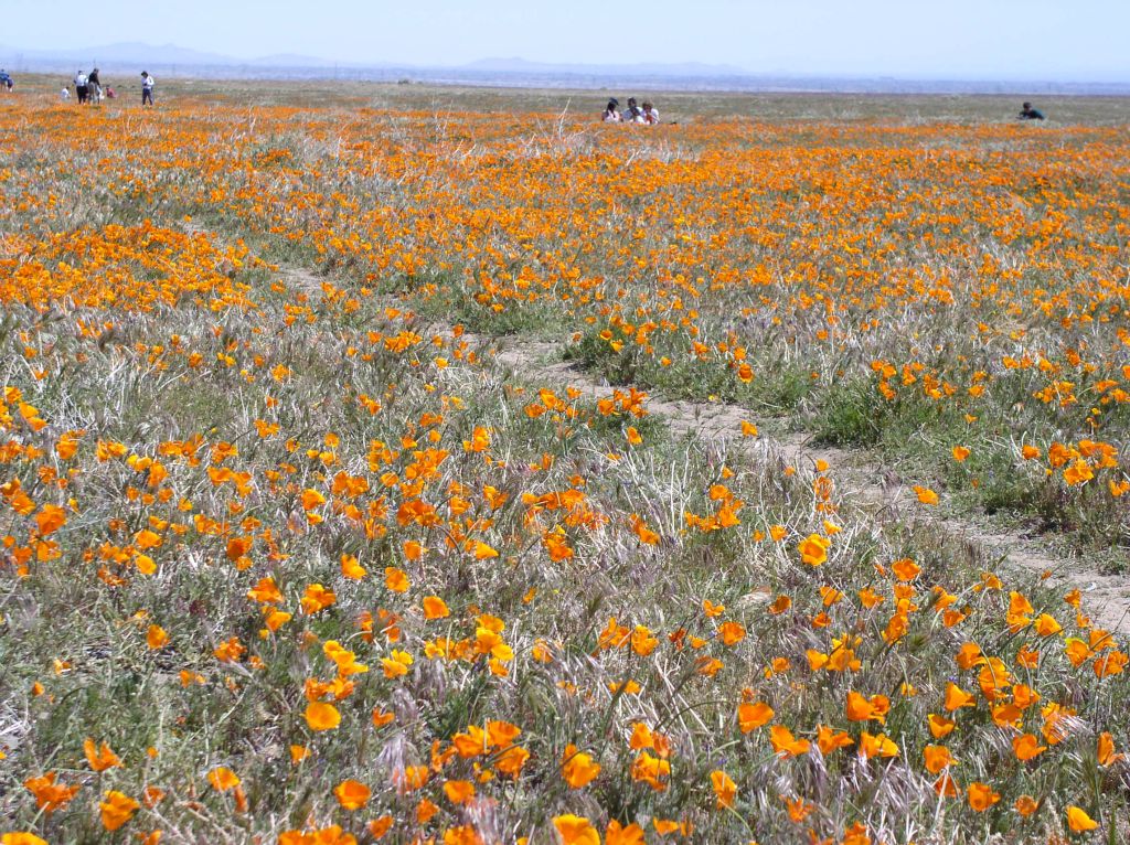 California Poppy Preserve