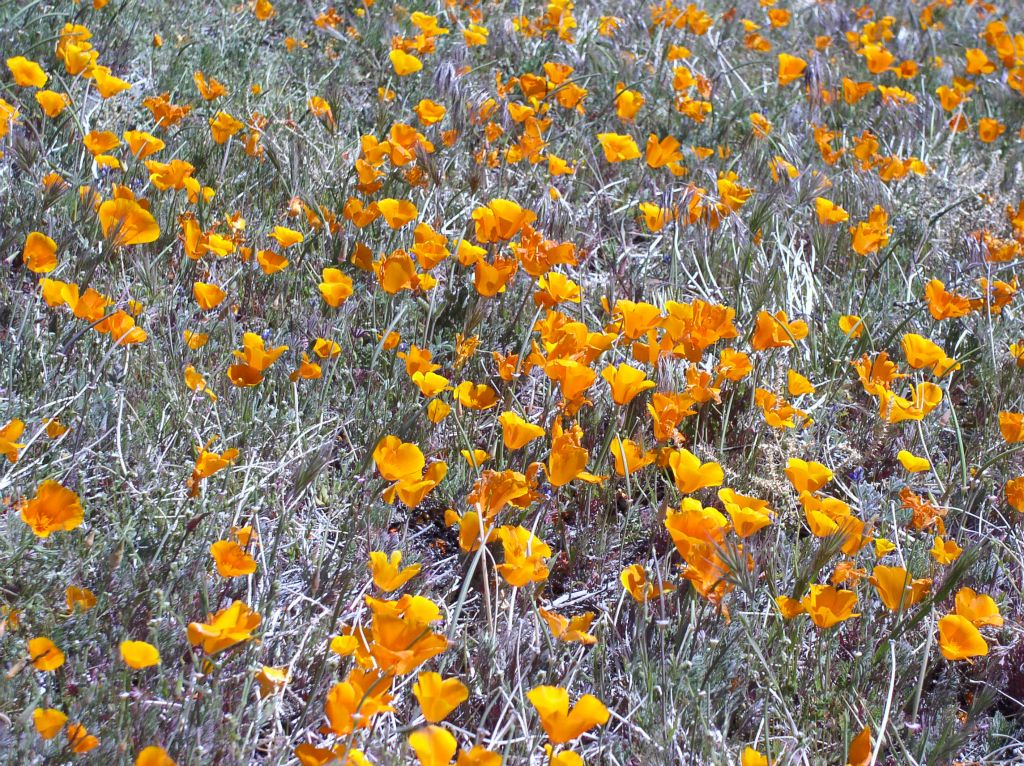 California Poppies