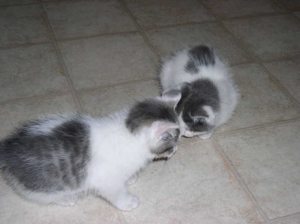 Two of Kelsey's Cats - JoJo and Shopko?