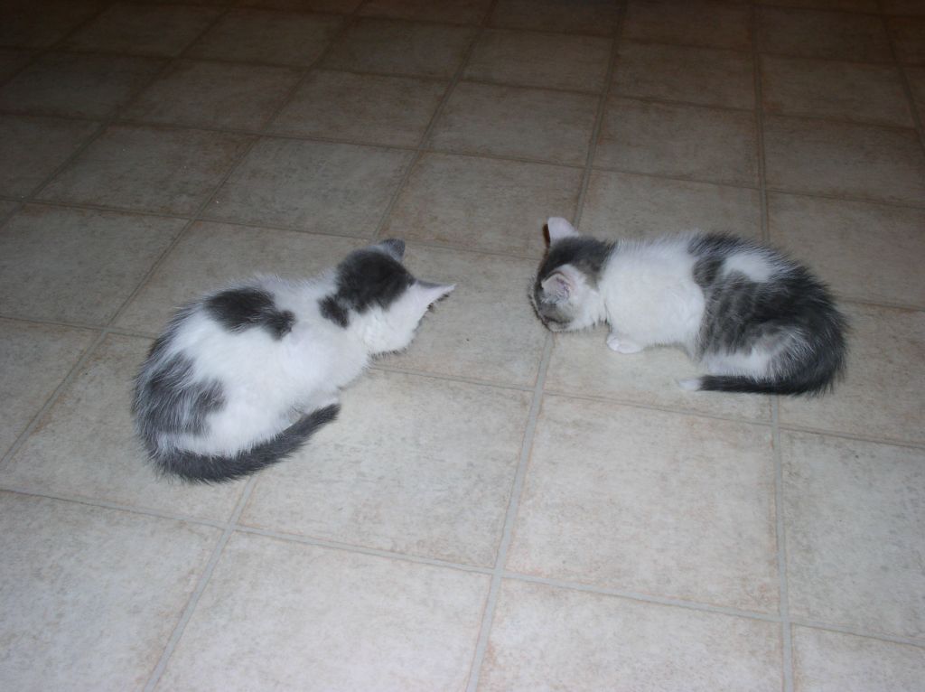 Two of Kelsey's Cats