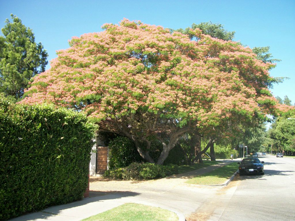 Mimosa Tree