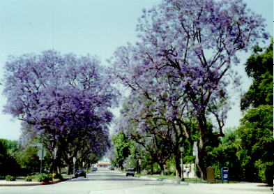 Jacaranda Tree