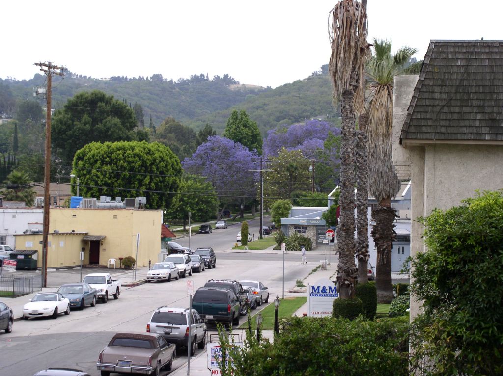 Jacaranda Trees in Sherman Oaks