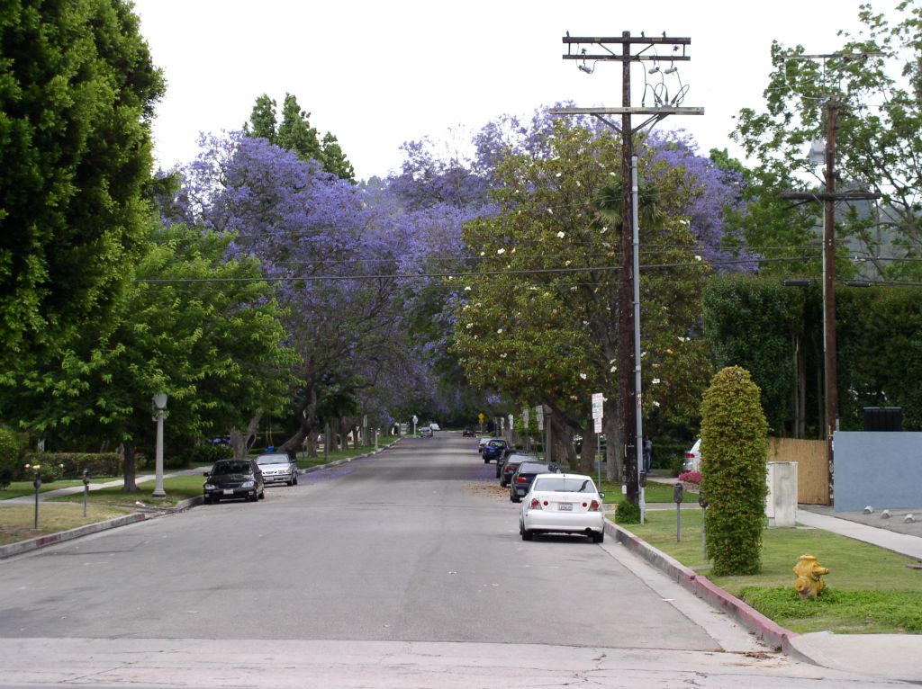 Jacaranda Trees in Sherman Oaks