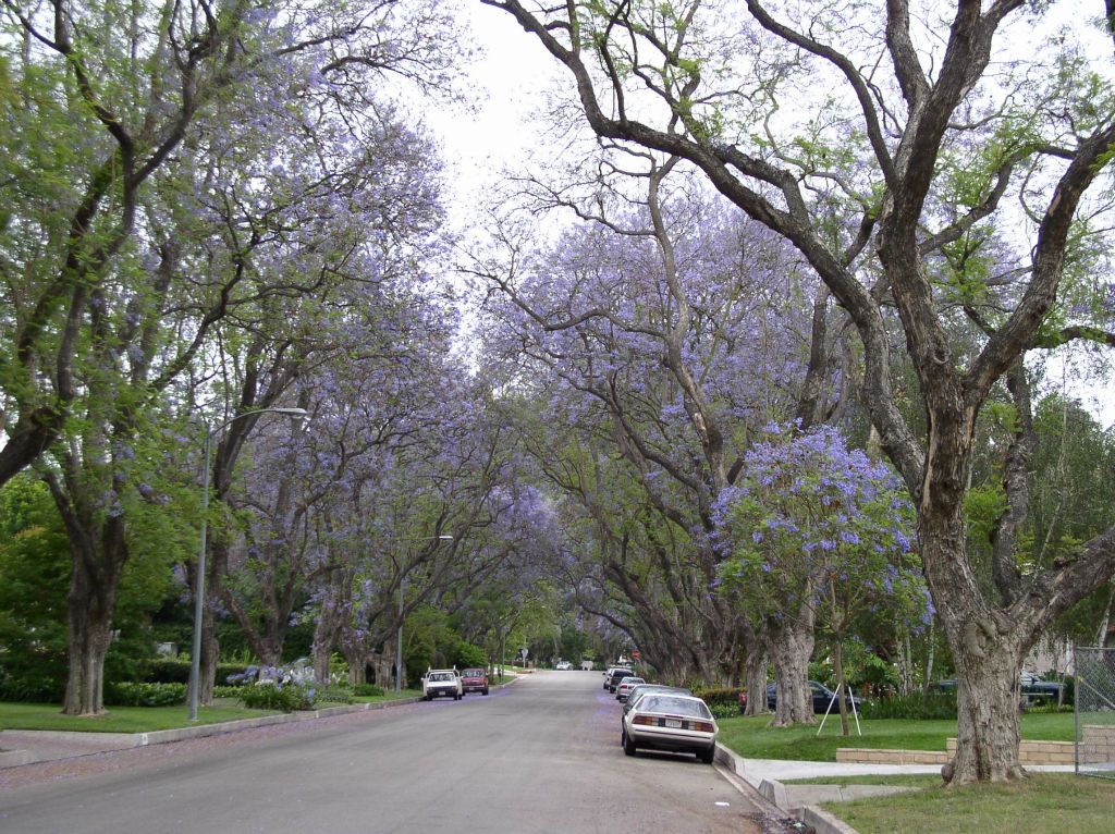 Jacaranda Trees in Sherman Oaks