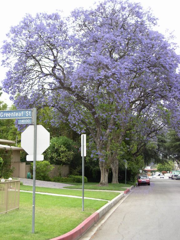 Jacaranda Trees in Sherman Oaks