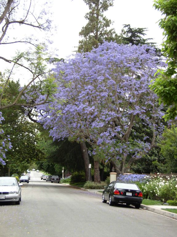 Jacaranda Trees in Sherman Oaks